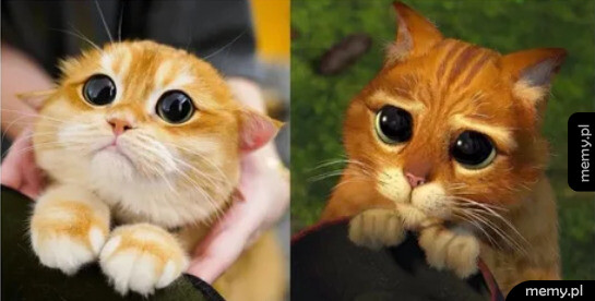 Prawdziwy kot ze Shreka