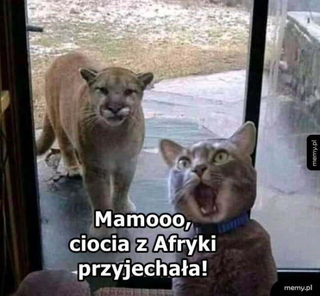 Ciocia z Afryki
