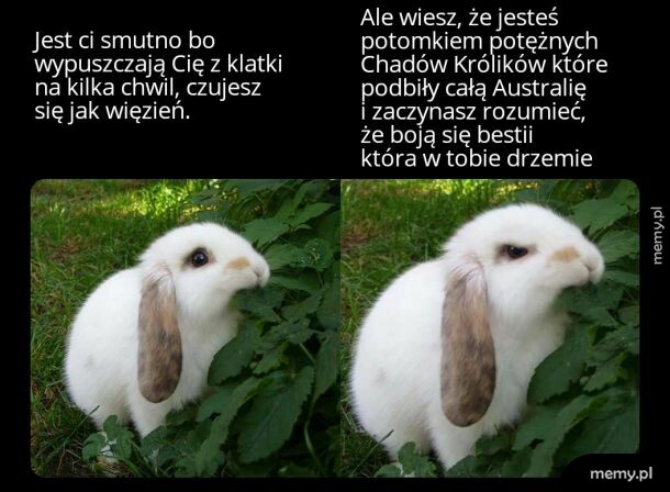 Bestia