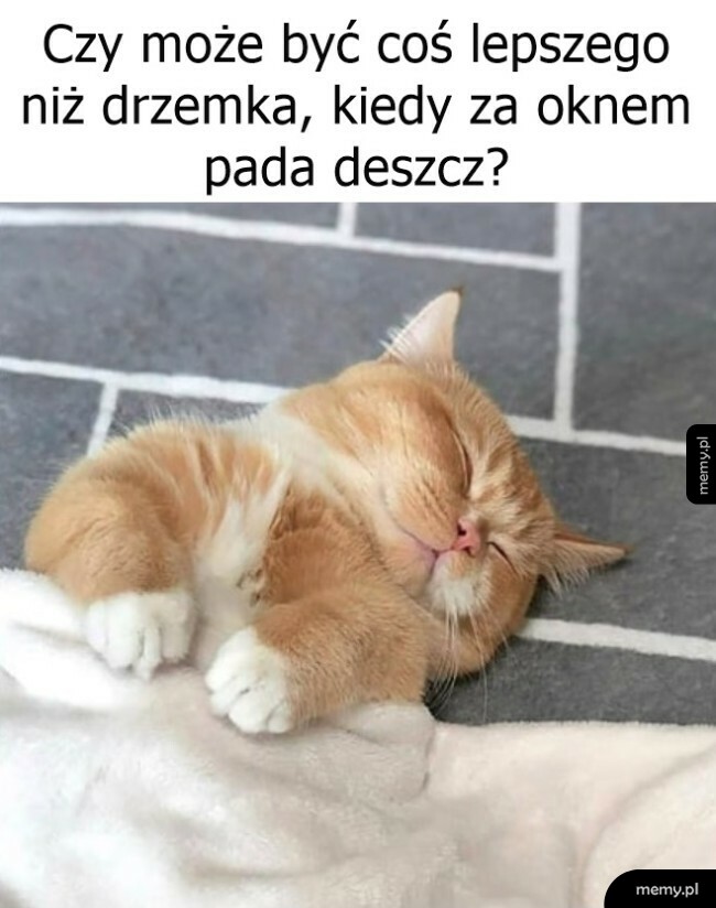 Drzemka podczas deszczu