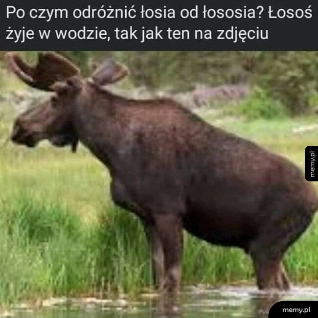 Łoś i łosoś