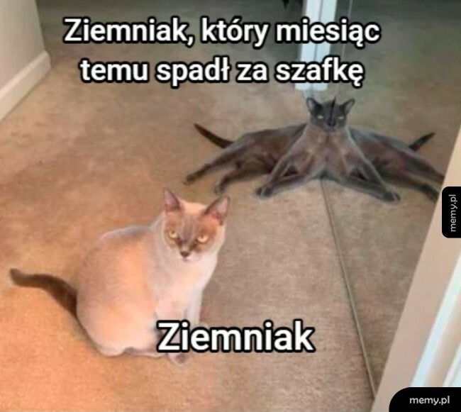 Ziemniak