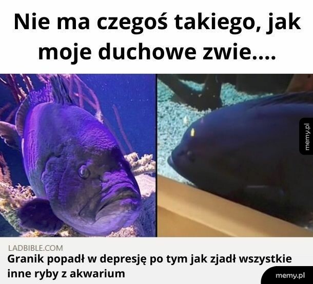 Duchowe zwierze