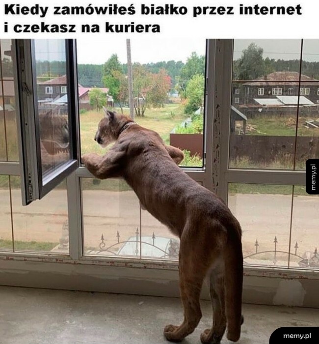 Dostawa białka