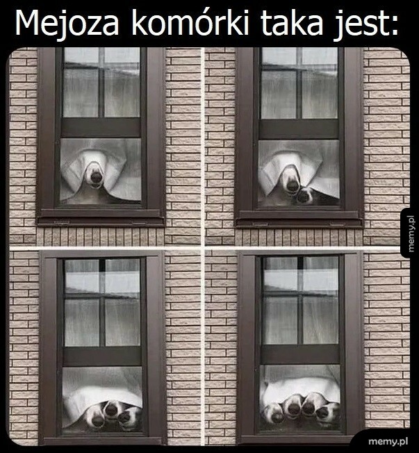 Mejoza