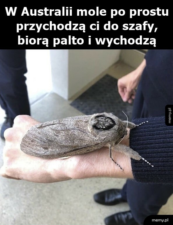 Mole w Australii