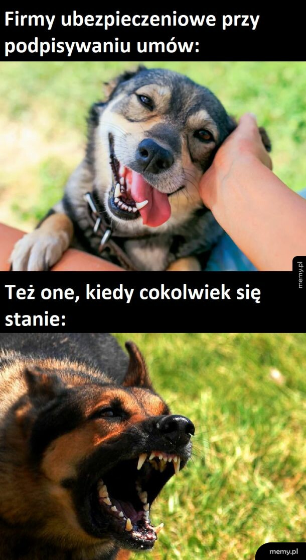 firmy ubezpieczeniowe