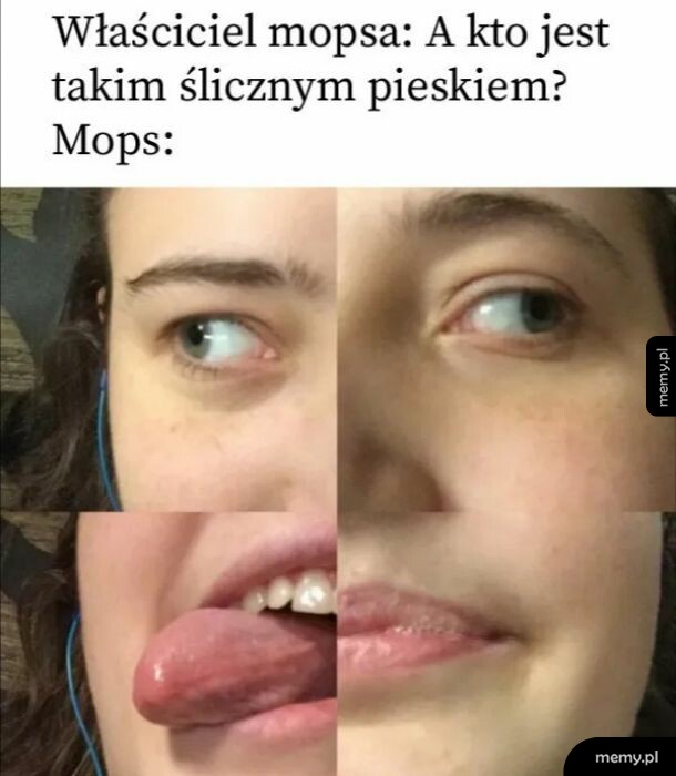 Śliczny mops