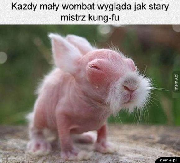 Wombat