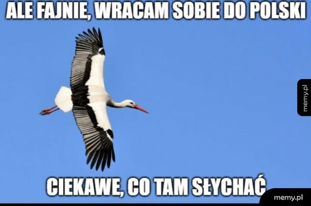Bocian