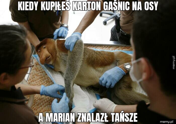 KIEDY KUPIŁEŚ KARTON GAŚNIC NA OSY A MARIAN ZNALAZŁ TAŃSZE