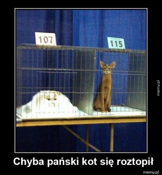 Koteły