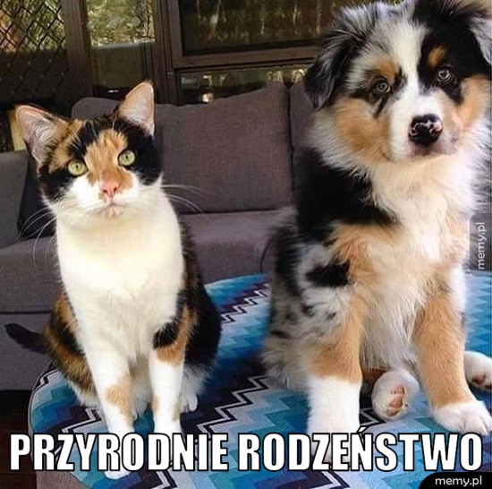 Przyrodni bracia