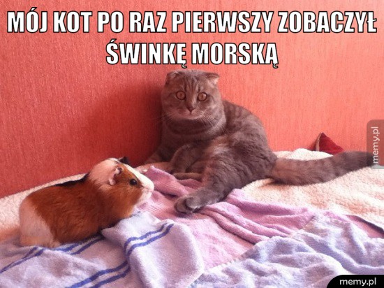Zdziwko