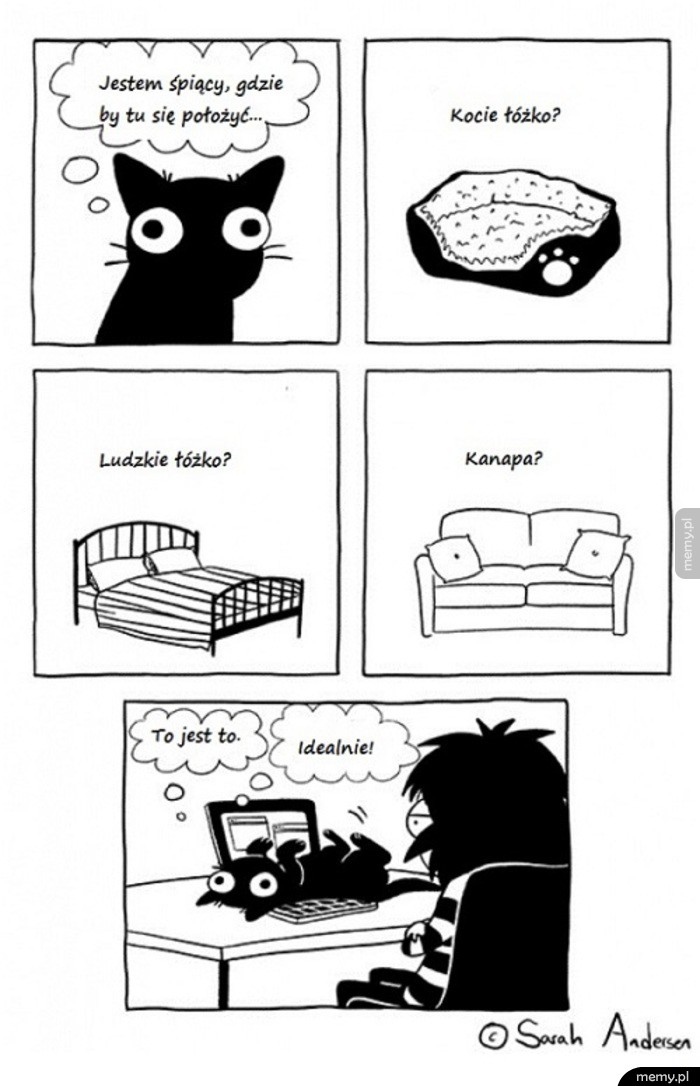 Kocia logika