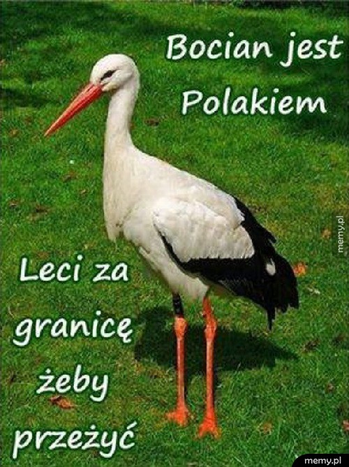 Bocian