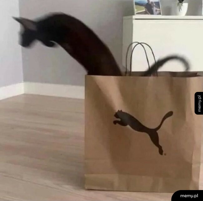 Puma