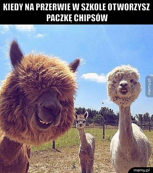 Zawsze