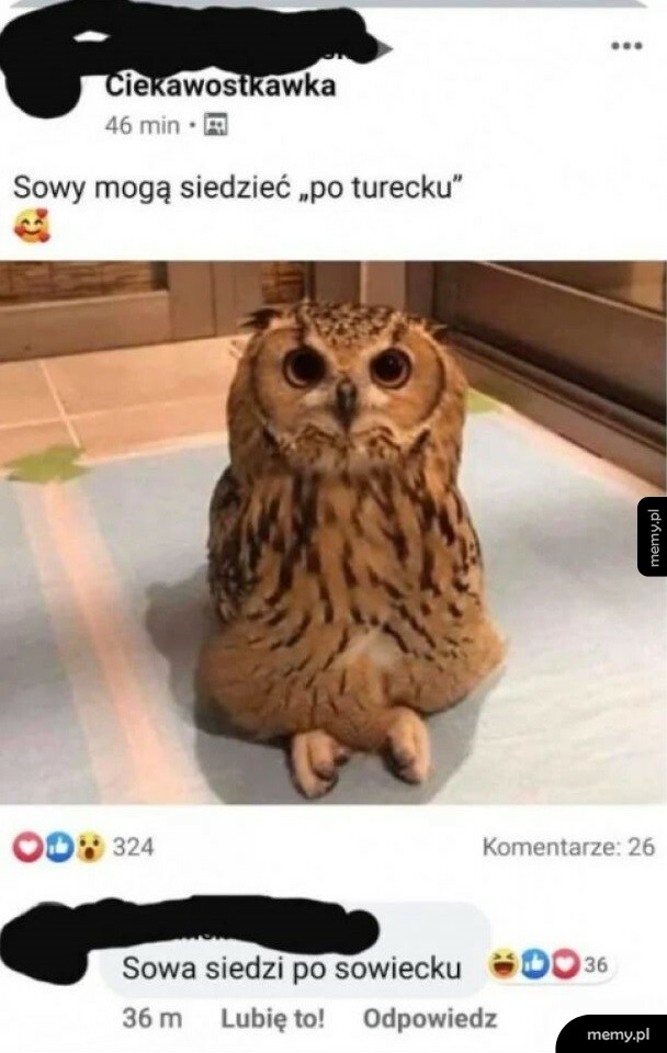 Sowy