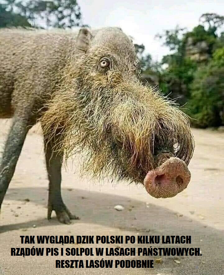 Dzik polski