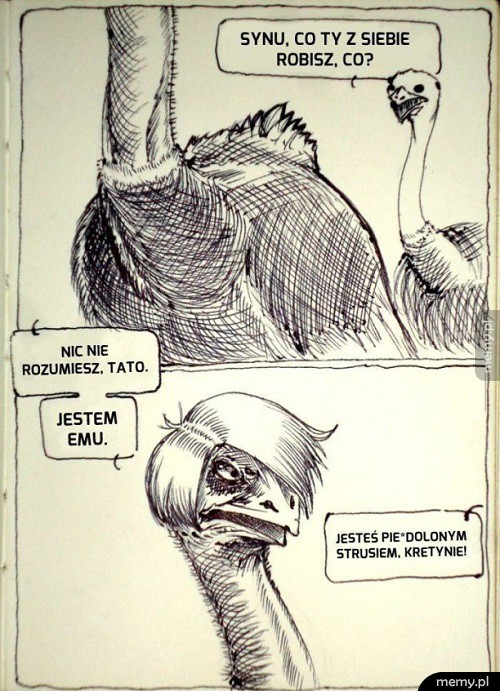 Struś Emu