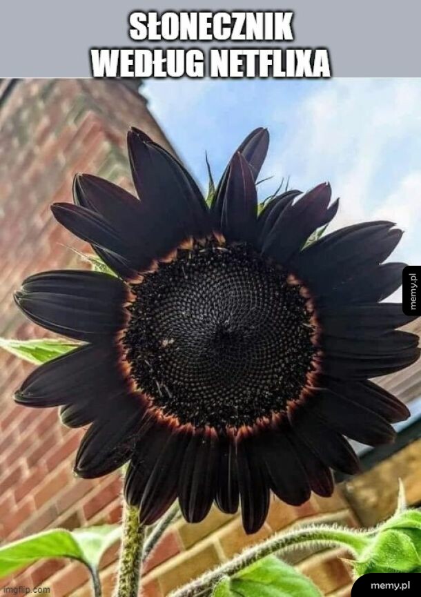 Odmiana Black Beauty