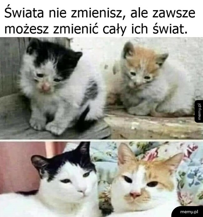 Zwierzaki w potrzebie