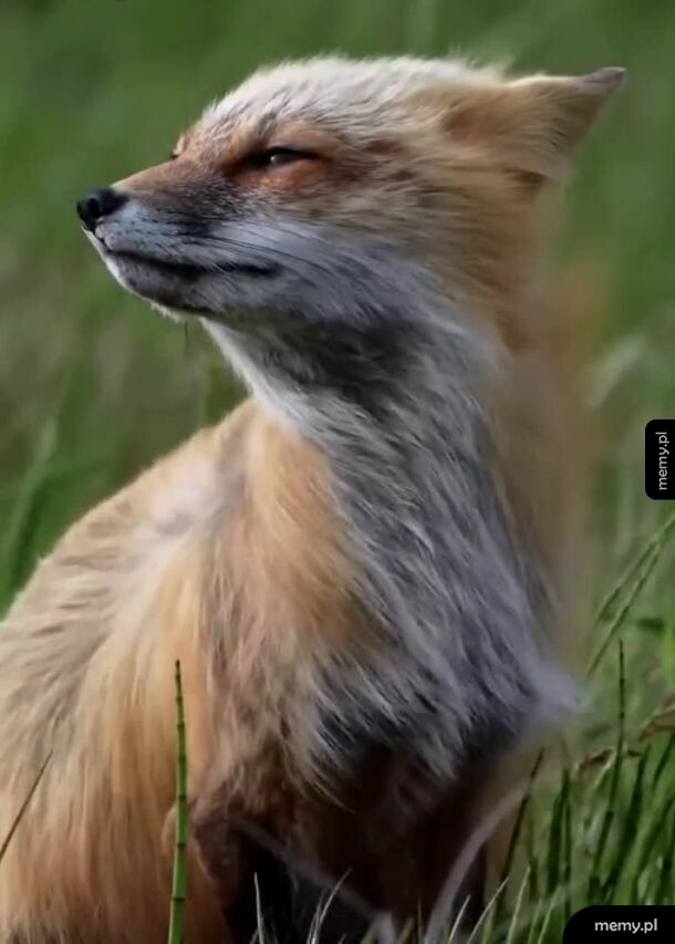 Majestatyczny lisek