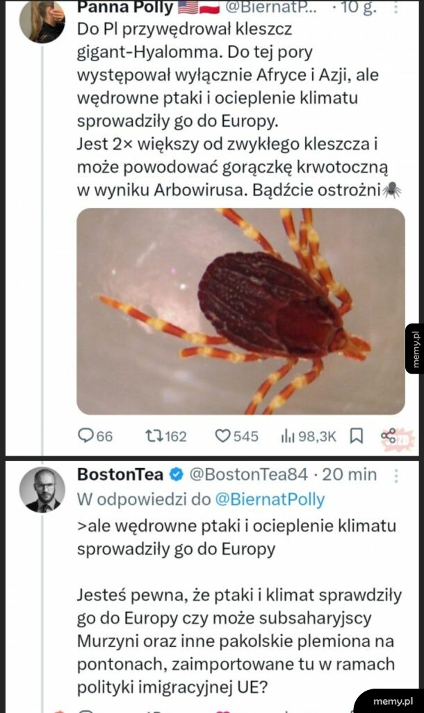 Zrzut ekranu z wpisami na Twitterze o kleszczu gigancie.