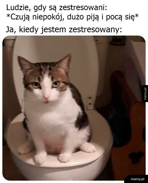 Kot siedzący w nietypowej pozycji na desce sedesowej.