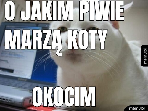 O jakim piwie marzą koty Okocim