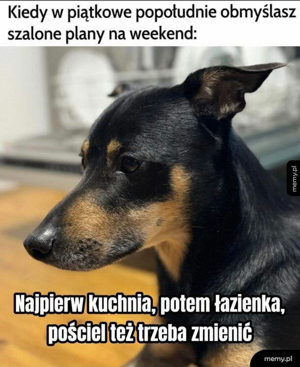 Czarno-podpalany pies zamyślony na tle domowym.