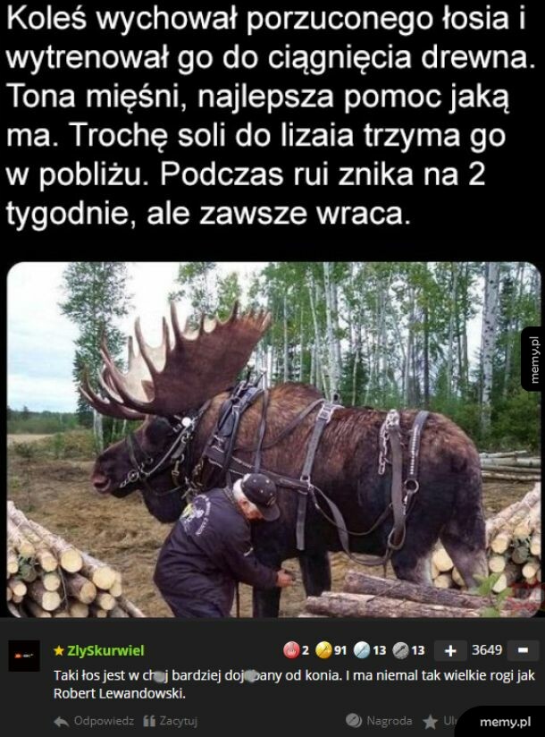 Mężczyzna z wielkim łosiem zaprzężonym do ciągnięcia drewna w lesie