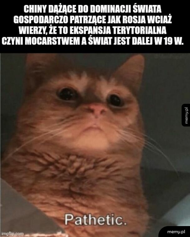 Kot z podpisem Pathetic