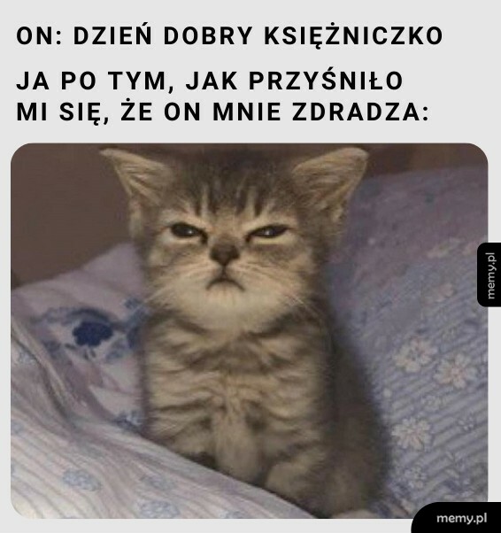 Niezadowolony szary kot z przymrużonymi oczami leżący na poduszce.