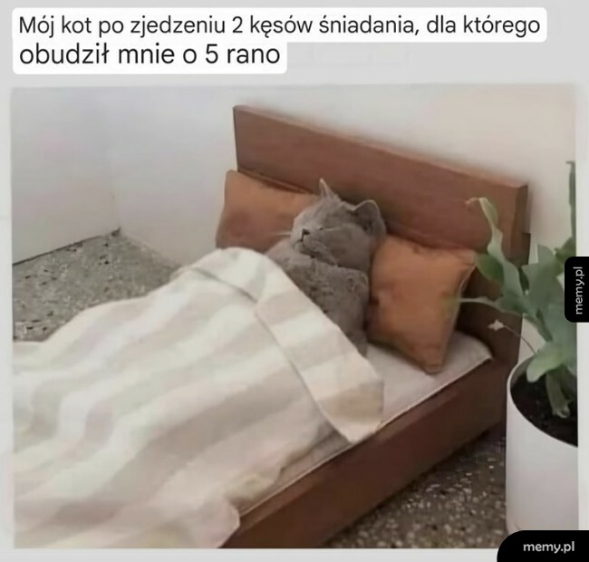 Szary kot śpi w miniaturowym łóżku przykryty kołdrą