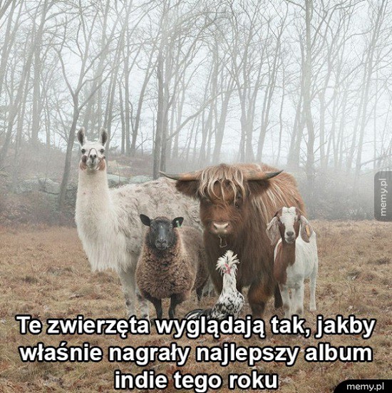 Zwierzęta