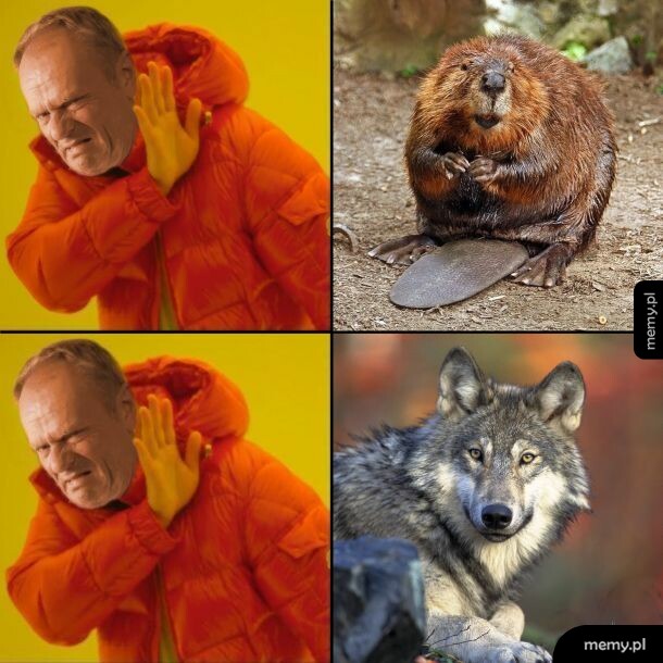 Mem z Donaldem Tuskiem odrzucającym zarówno bobra, jak i wilka.
