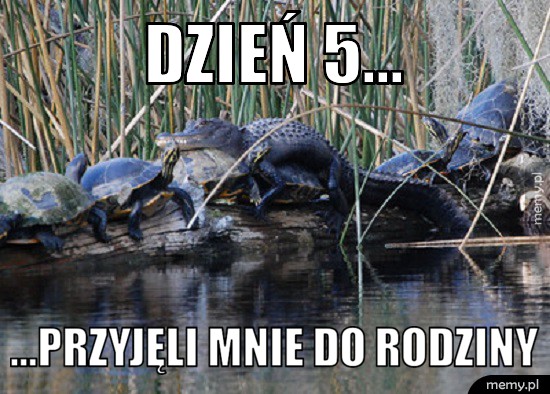 Dzień 5