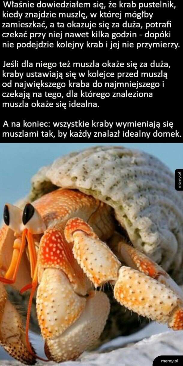 Zdjęcie kraba pustelnika w muszli z tekstem na górze
