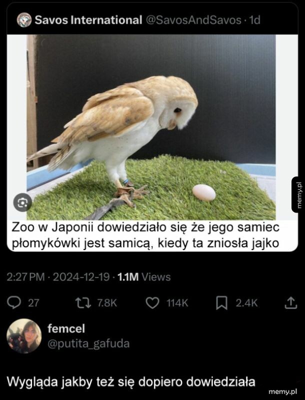 Sowa płomykówka wpatruje się ze zdziwieniem w zniesione przez siebie jajko.