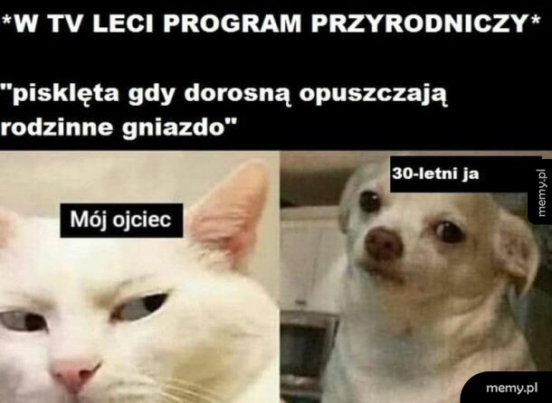 Mem z kotem i psem nawiązujący do dorosłych dzieci mieszkających z rodzicami.