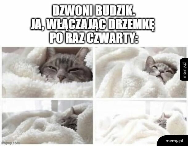 Kot owinięty w biały kocyk na czterech ujęciach.