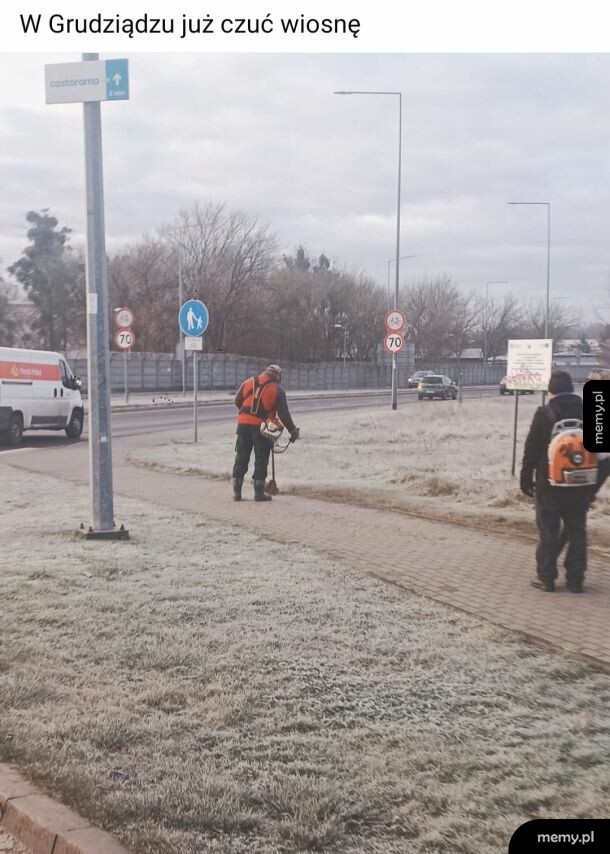 Mężczyźni z kosami spalinowymi koszą szron przy ulicy w Grudziądz