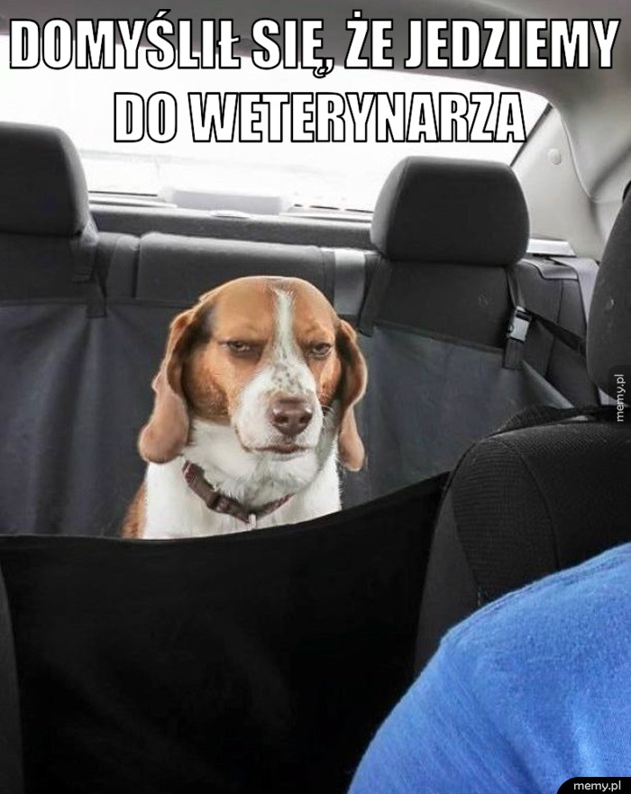 Domyślił się, że jedziemy do weterynarza.