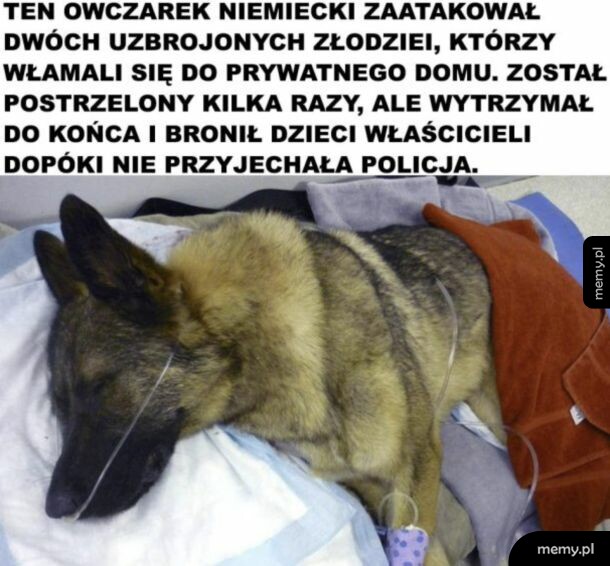 Owczarek niemiecki leżący pod kroplówką na łóżku