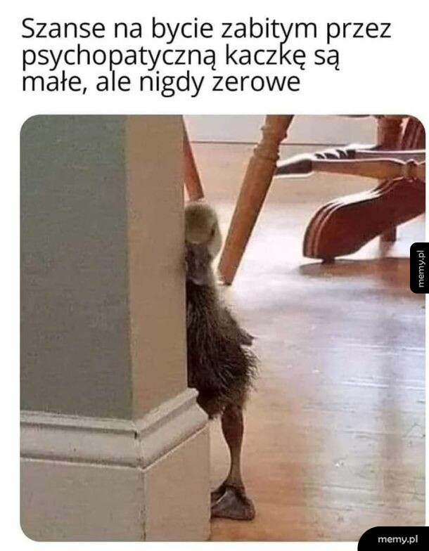 Mała kaczka wyglądająca złowrogo zza rogu ściany.