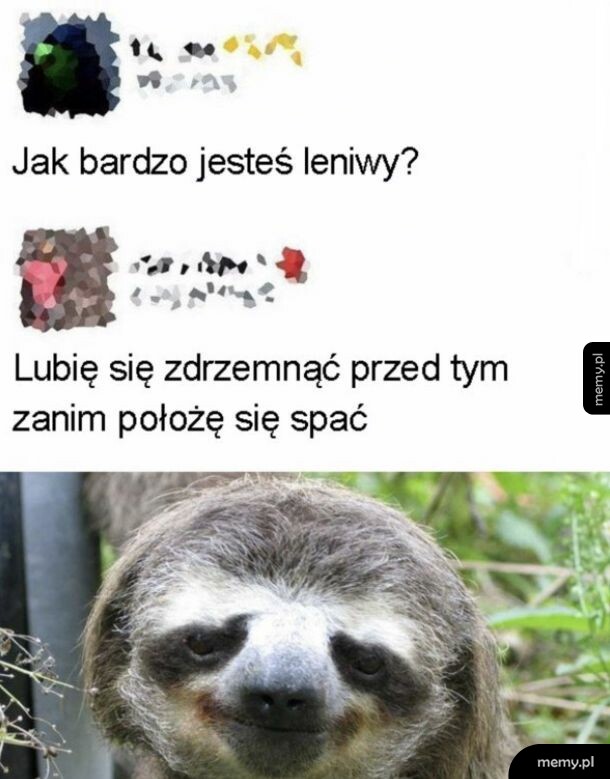 Mem z leniwcem i dialogiem o lenistwie
