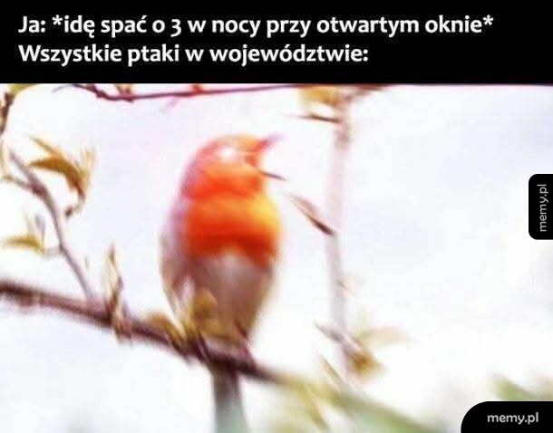 Rozmazane zdjęcie ptaka śpiewającego na gałęzi