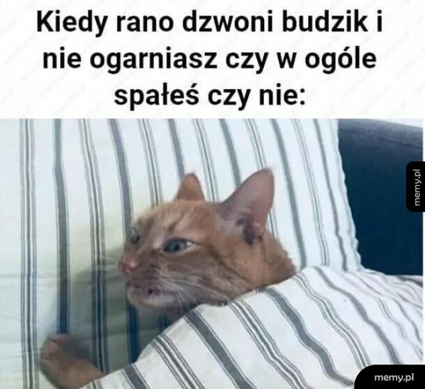Kot leżący w łóżku pod kołdrą z zabawną miną po przebudzeniu.